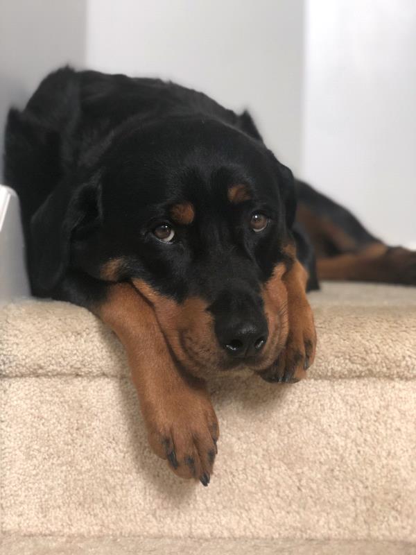 /Images/uploads/MidAmerica Rottweiler Rescue/adoptarottphotocontest/entries/10603thumb.jpg